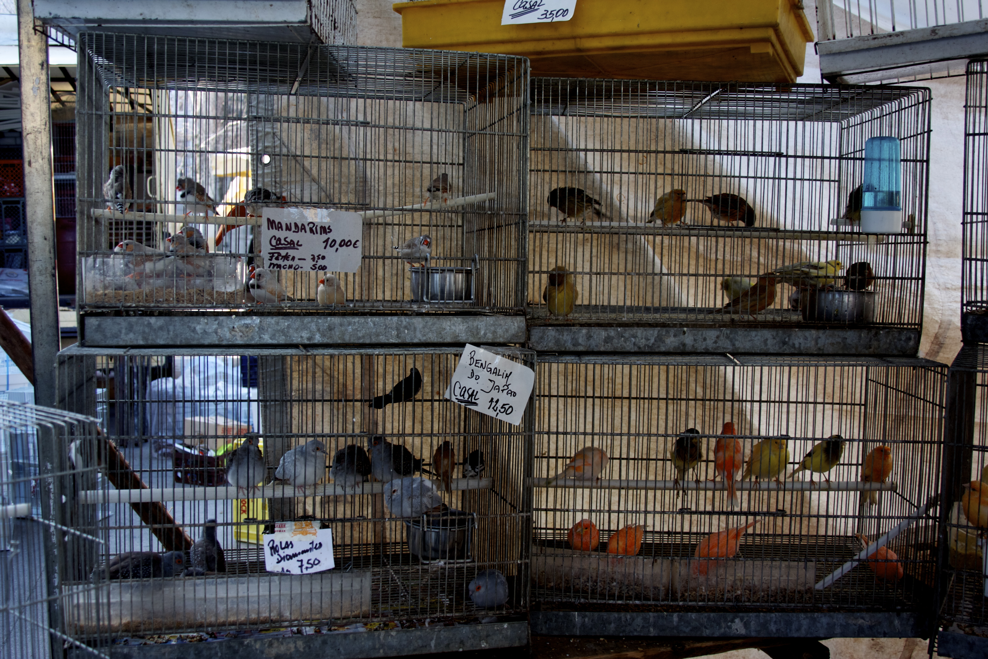 Birds Market