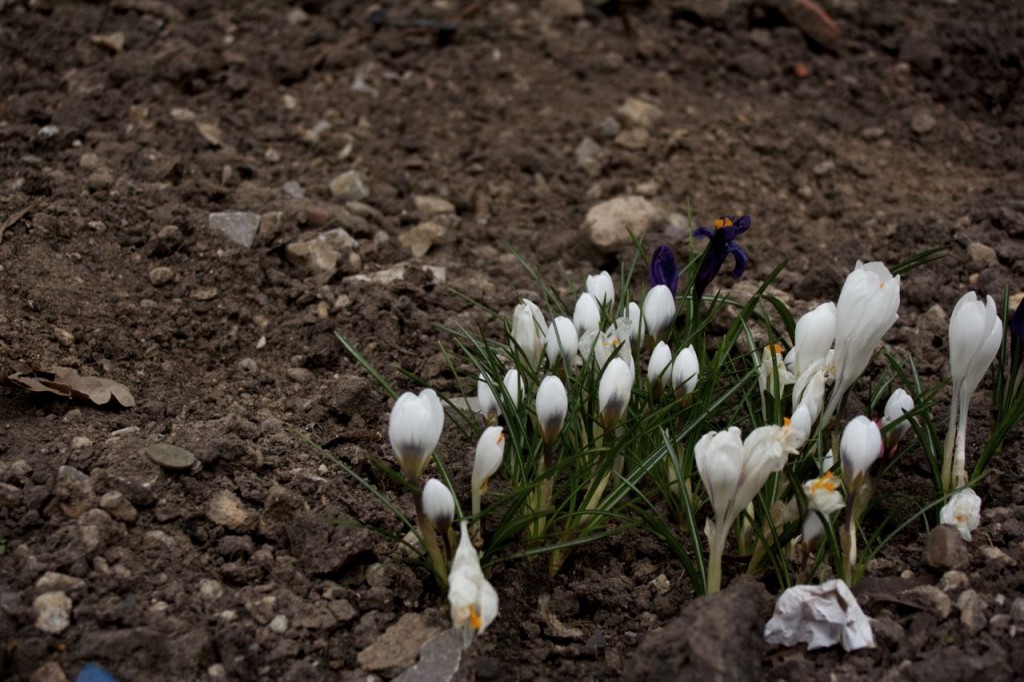 Snowdrops in Manchester Nature in Manchester