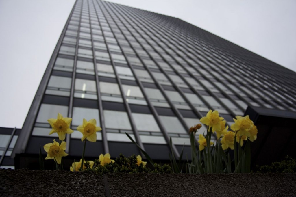Nature in Manchester Daffodils against Skyscraper