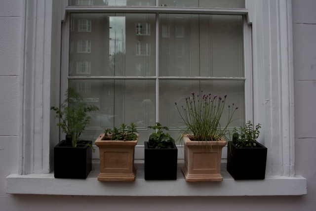 Potted plants in Notting Hill Flats along Portobello Market