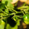 Father knows best - gardening and writing