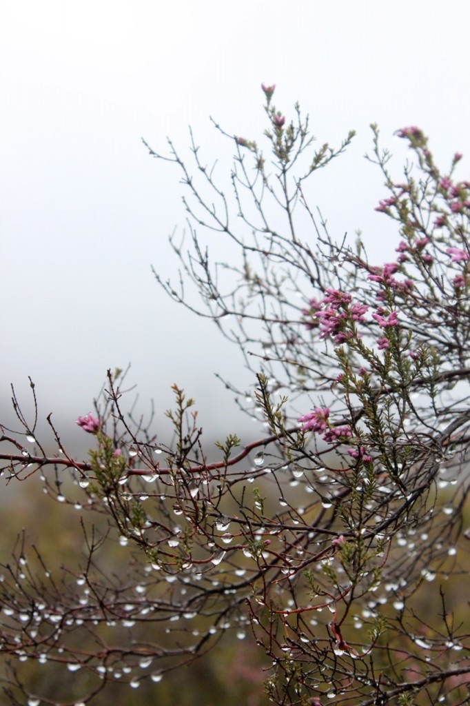 Walking the Camino de Santiago