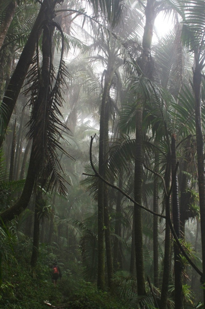 Rainforest in Puerto Rico My Seven Super Shots with Hostelbookers
