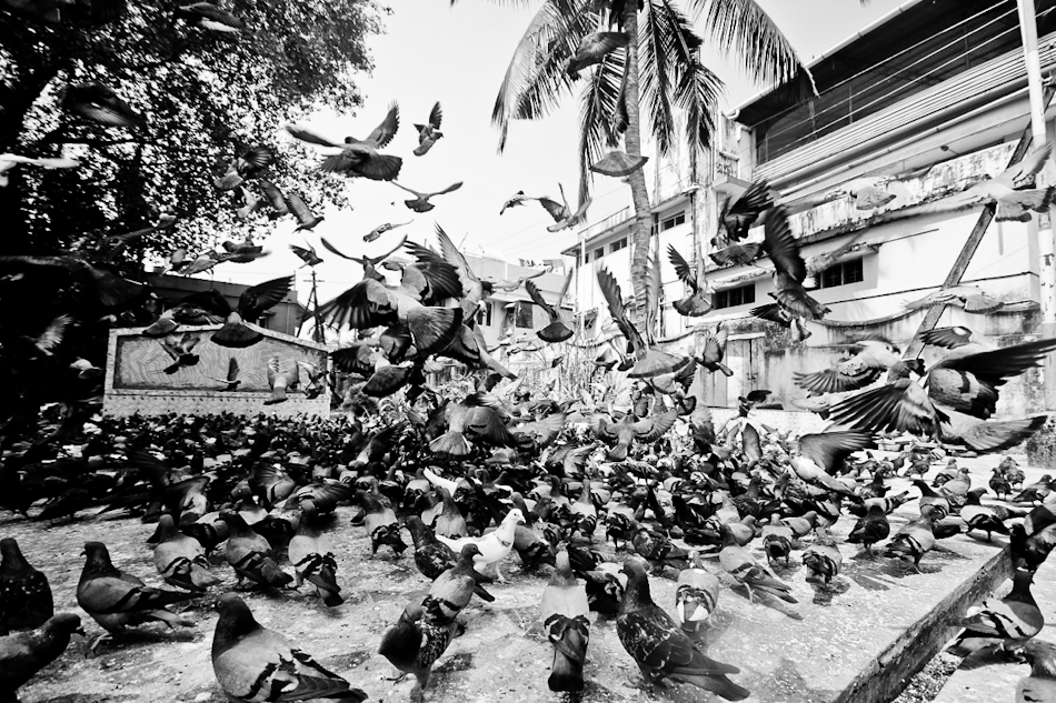 Bird feeding in Cochin, India Jain Temple Cochin