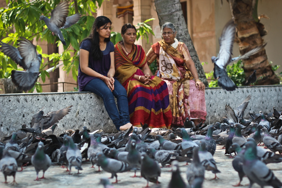 Bird feeding in Cochin, India