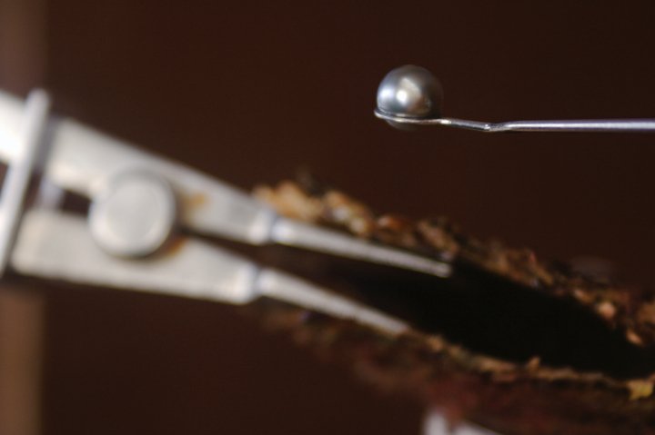 Pearl farming in Tahiti Female travel memoir