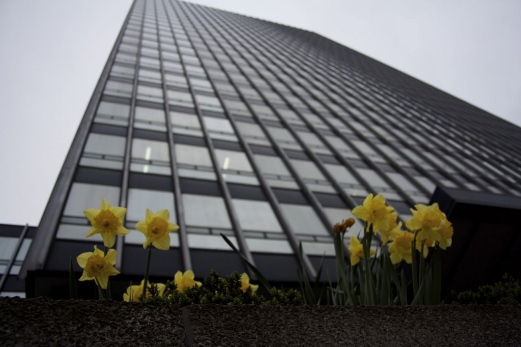 Daffodils against Skyscraper
