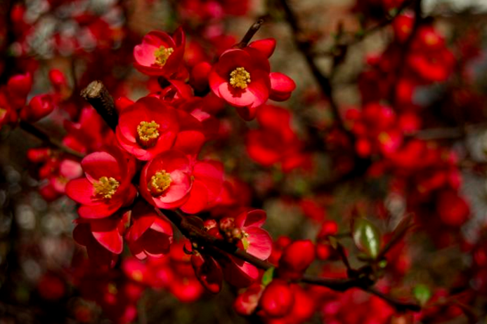 Photo essay: The spectrum of spring.