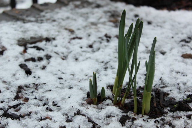 Watching the world turn white.