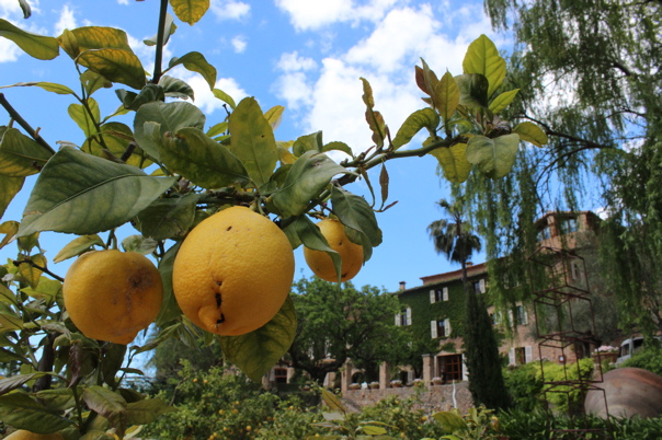 Deià-dreaming: Impressions of an island.