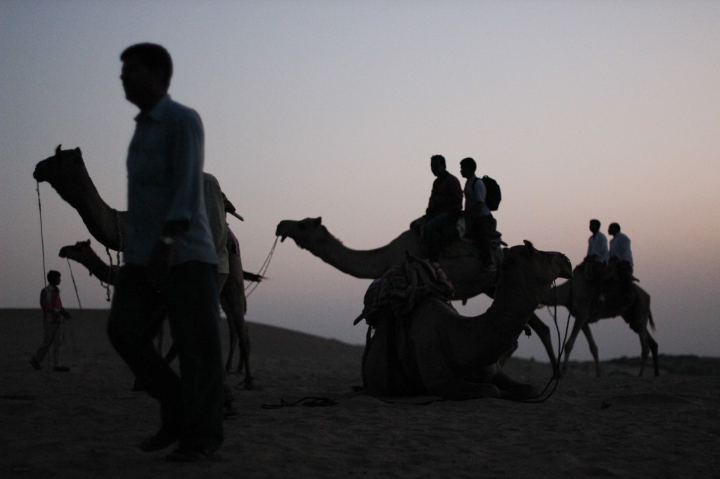 Camels in the Thar Desert
