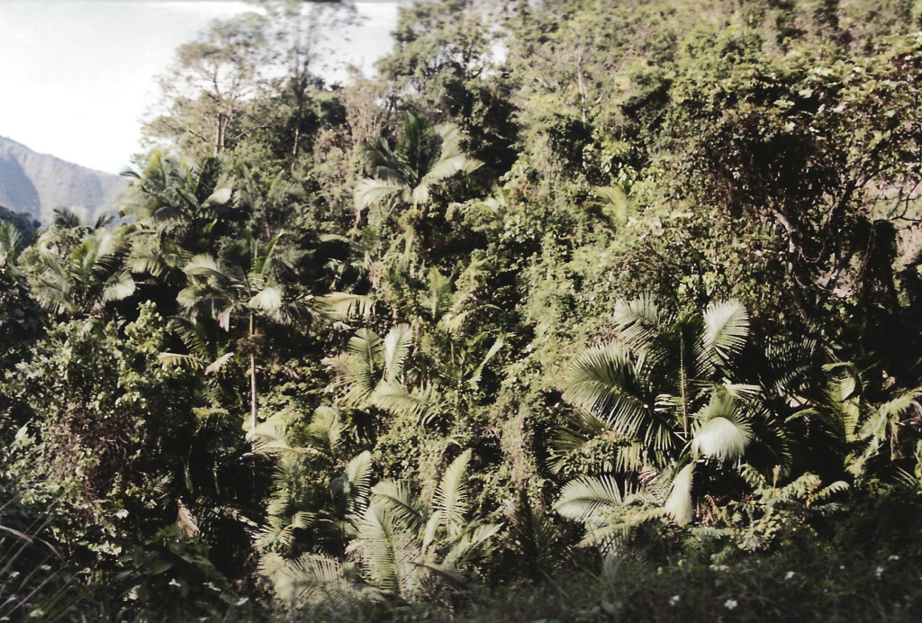 Dominican Republic jungle