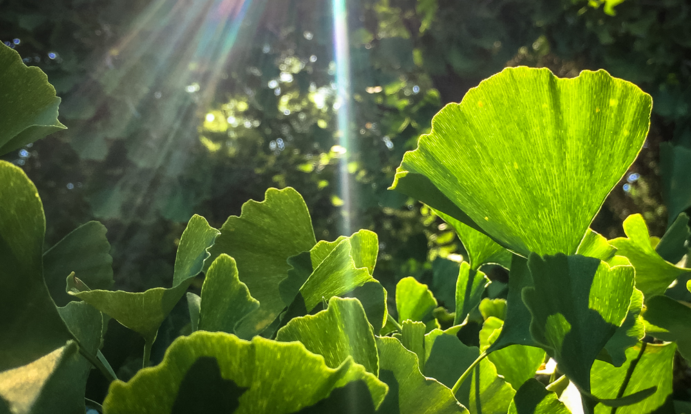 Finding peace in a gingko leaf, and other thoughts