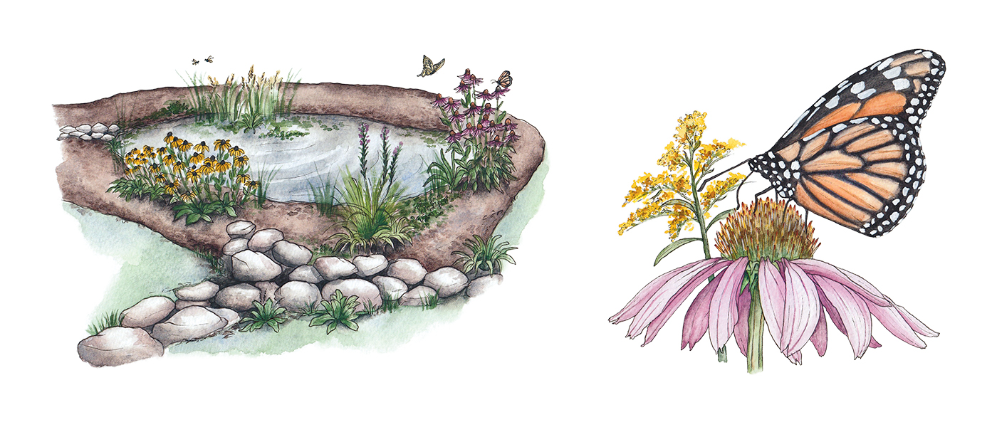 watercolor nature illustrations
