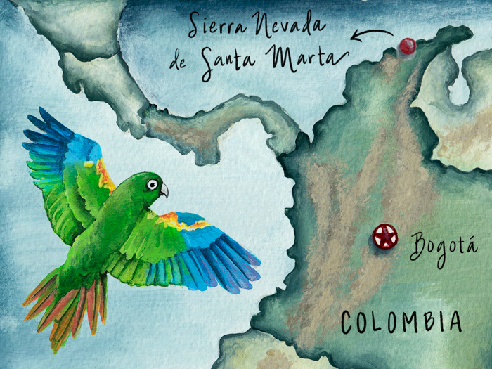 Illustrated maps of Colombia for LACMA